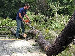 Best Stump Grinding and Removal  in Oriole Beach, FL