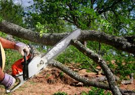 Best Tree Health Inspection  in Oriole Beach, FL