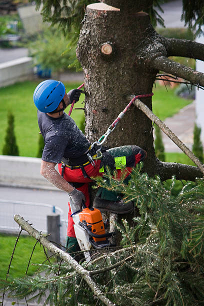 Best Tree Maintenance Programs  in Oriole Beach, FL