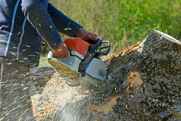 Best Tree and Shrub Care  in Oriole Beach, FL